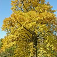 Koishikawa Botanical Garden