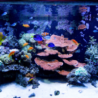 Yokohama Omoshiro Aquarium