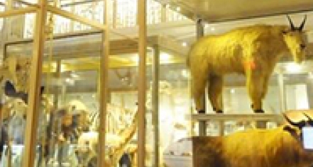 Harvard Museum Of Natural History