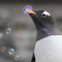 Akvariet I Bergen - Det Nasjonale Akvariet