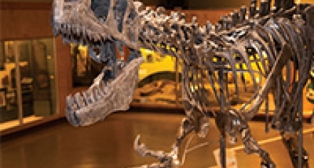 Cleveland Museum Of Natural History