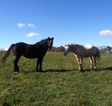 Triple W Riding Stable