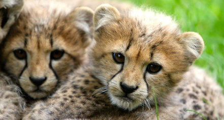 Jardim Zoológico De Lisboa
