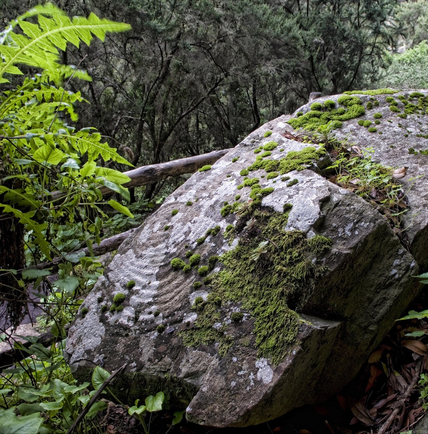 Parque Cultural La Zarza