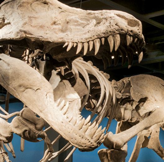 Naturhistoriska Riksmuseet Och Cosmonova (Museum Of Natural History)