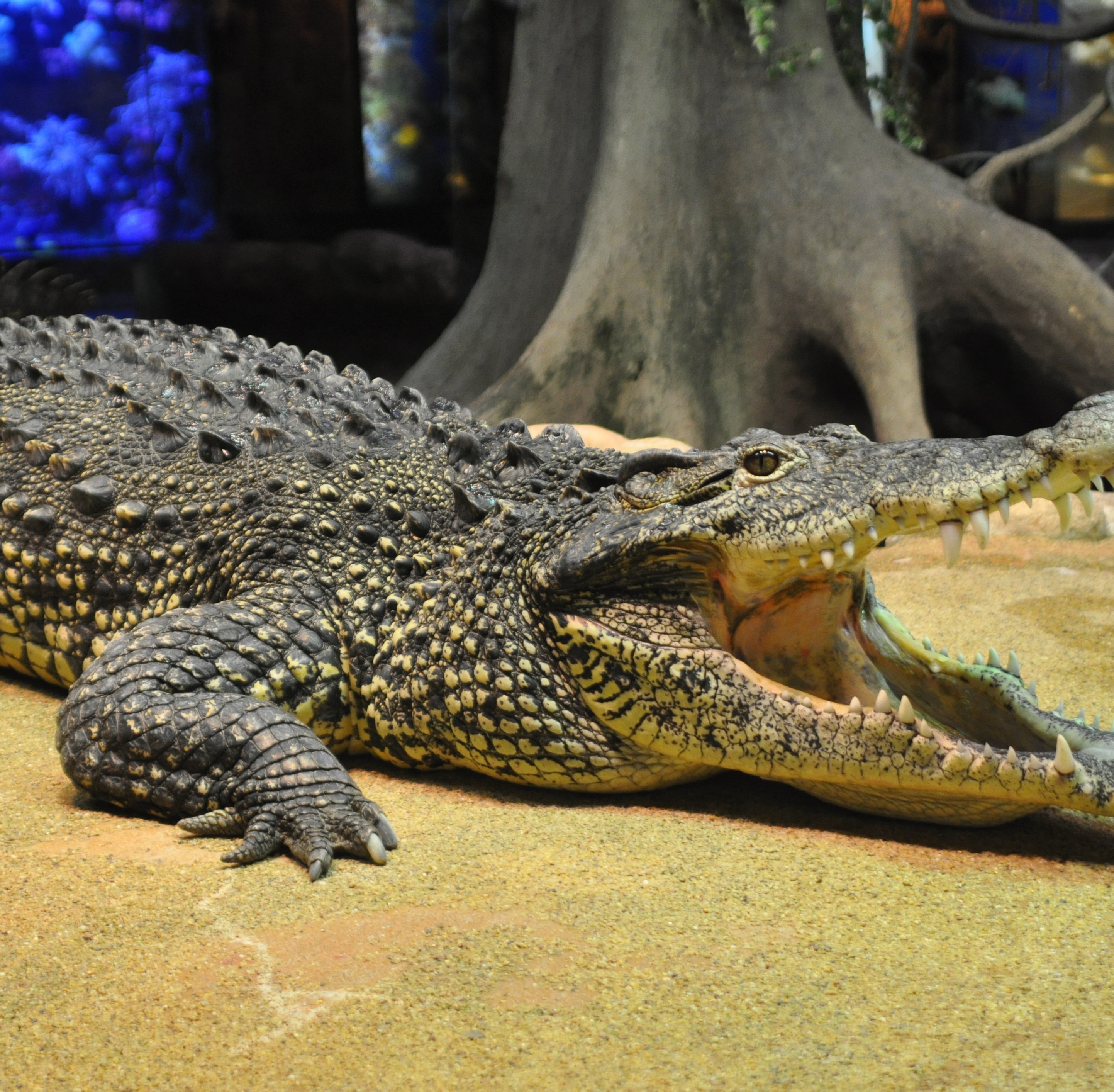 Skansen-Akvariet (Skansen Aquarium)
