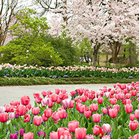 Dallas Arboretum And Botanical Garden