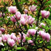 Botanical Garden Of Lviv University