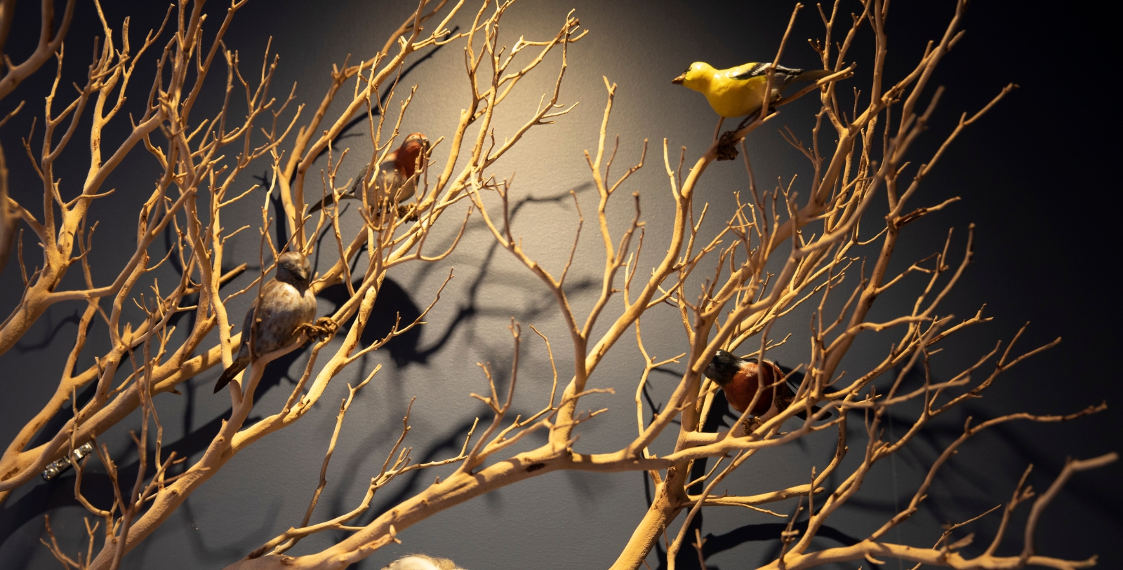 Experience the Presidio in all its glory by touring Andy Goldsworthy’s site-specific art installations.