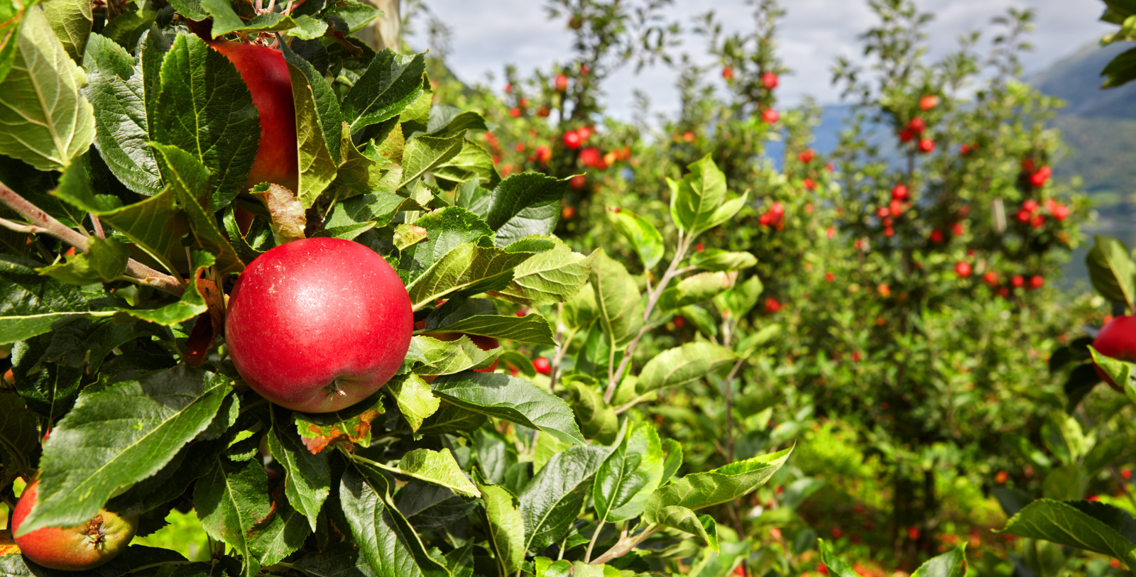 Savor the bounty of the Inner Sogn, which serves as a natural pantry for the area’s eateries.