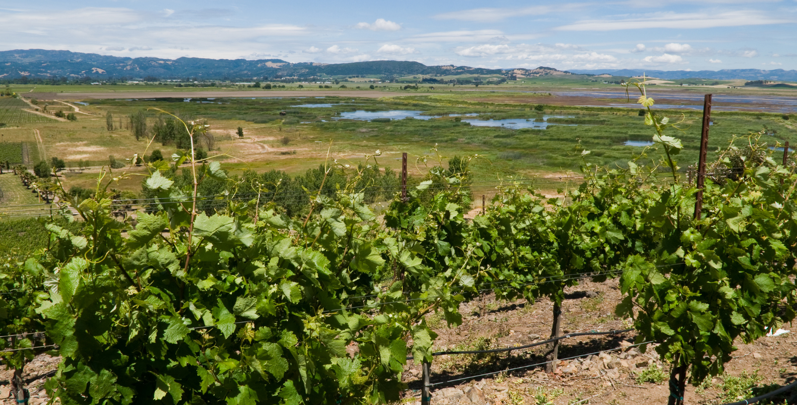 Explore the Sonoma Plaza, the Mission San Francisco Solano, and the Buena Vista Winery nearby. Take a day trip to the Jack London State Historic Park.