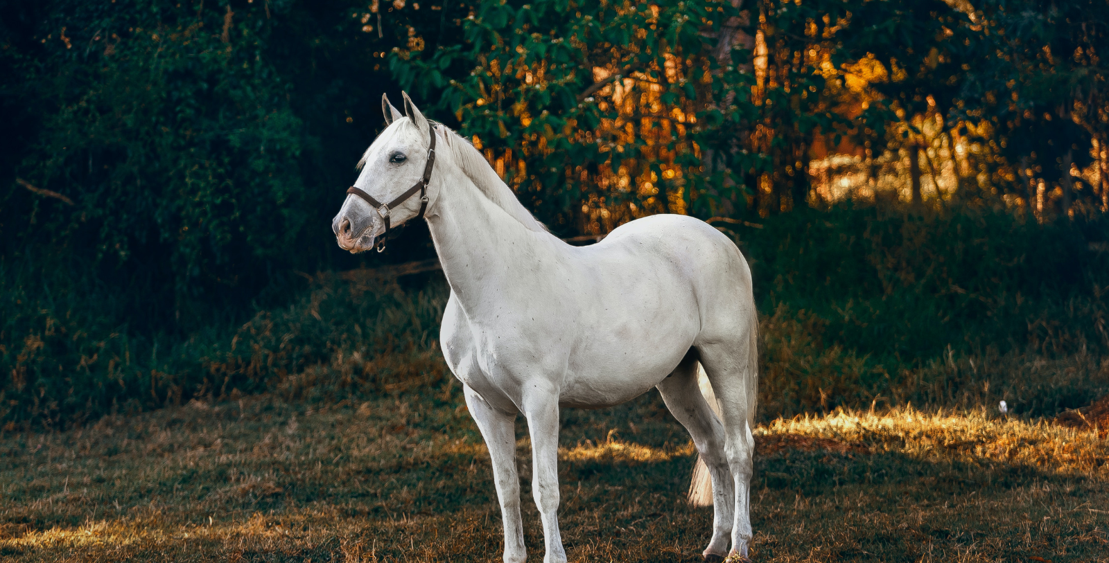 Enjoy horseback riding at the many horse farms and stables near the Woolverton Inn.