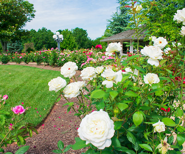 Antrim-1844-Rose-Garden_Pav-.jpg