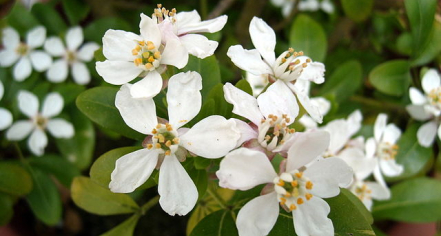 Iveagh Gardens (Gairdíní Uíbh Eachach)