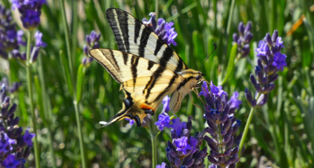Audubon Butterfly Garden And Insectarium