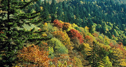 Great Smoky Mountains National Park